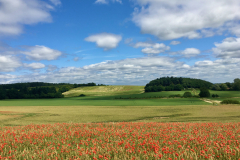 Field-Of-Poppies-At-Whyburn-Farm-Helen-C-Green-scaled
