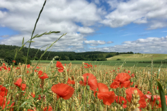 Poppies-In-A-Field-At-Whyburn-Farm-Helen-C-Green-scaled