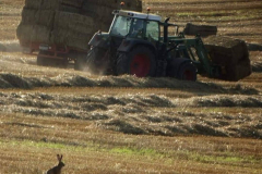 Farming-With-A-Hare-Looking-On-Kay-Dabbs