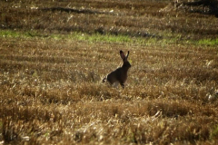 Hare-At-Whyburn-Farm-Kay-Dabbs