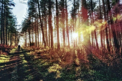 Sun-Through-The-Trees-At-Whyburn-Farm-Kay-Dabbs